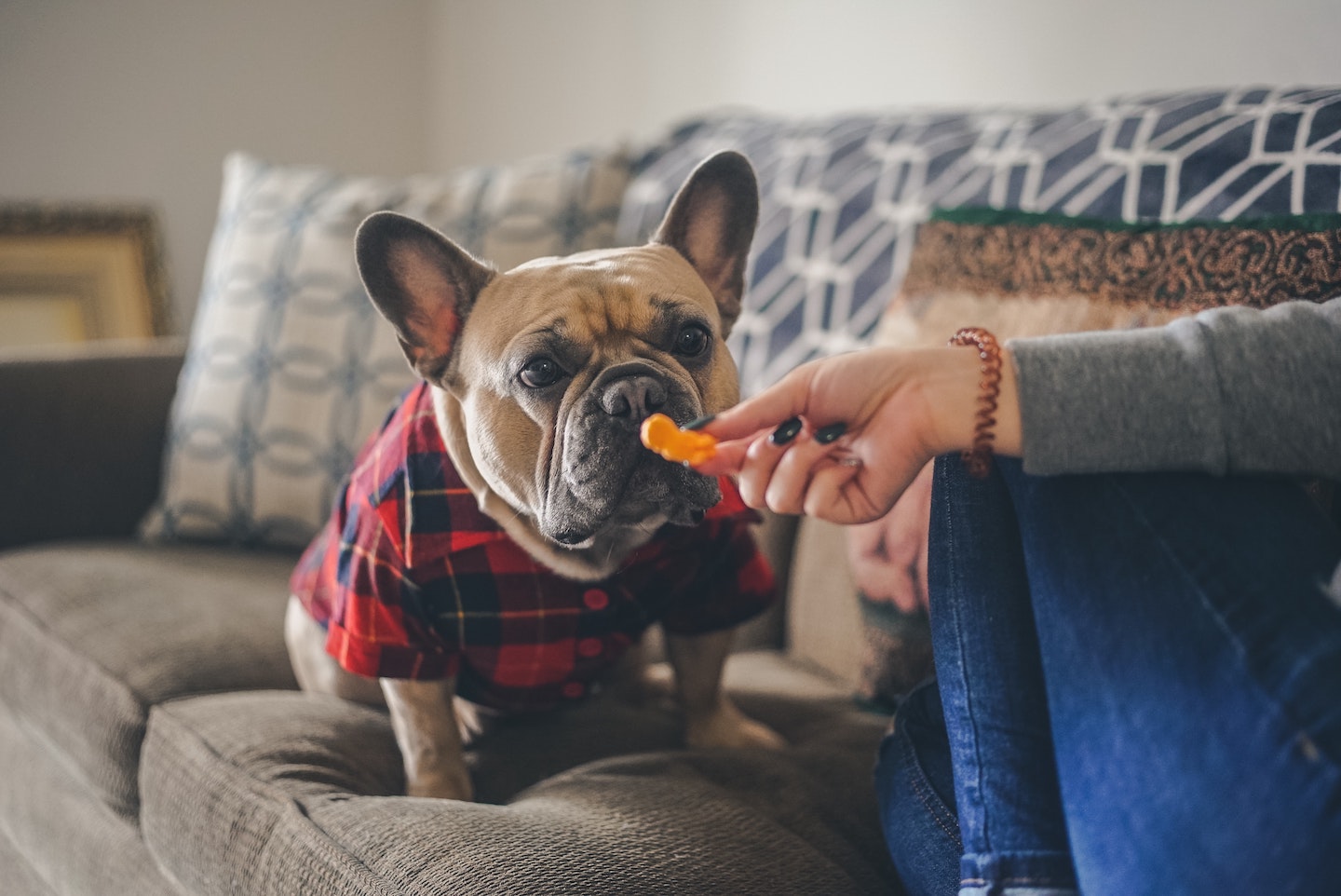 Dog On Couch Photo by Chris Benson