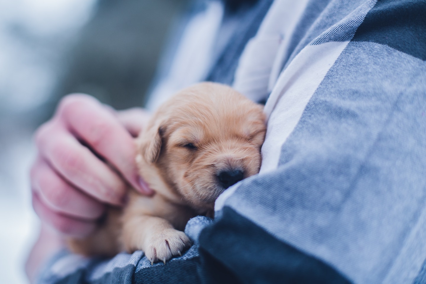 Puppy in Arm Photo By Lydia Torrey