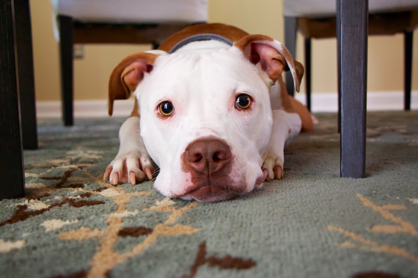 Dog Under Table Photo By Mike Burke